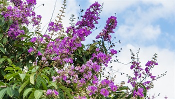 <i>Lagerstroemia speciosa</i> (Queen Crape Myrtle)